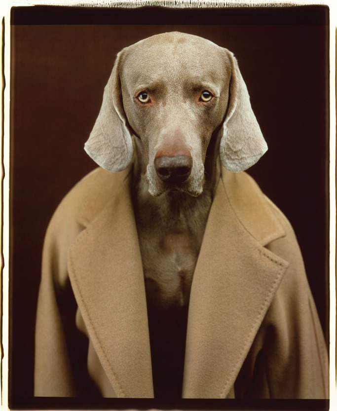 Пёс в пальто
