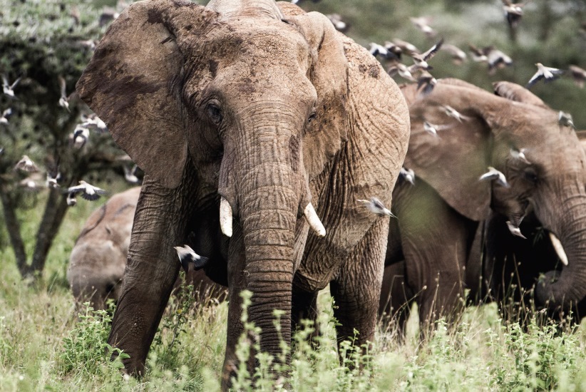 Слоны в заповеднике Кении
