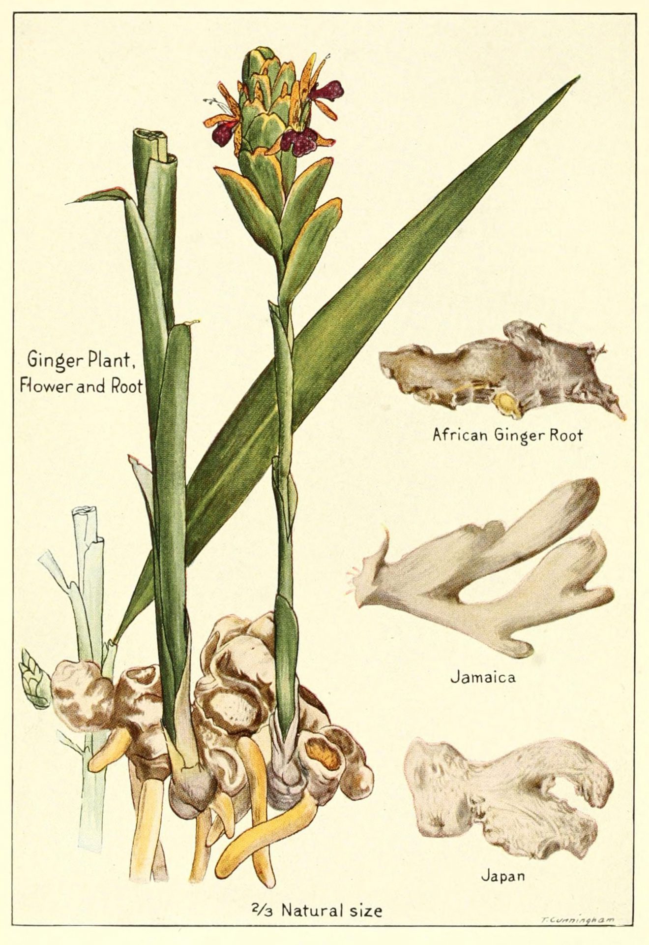 Имбирь Ботаническая иллюстрация